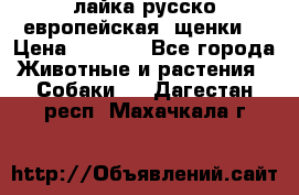 лайка русско-европейская (щенки) › Цена ­ 5 000 - Все города Животные и растения » Собаки   . Дагестан респ.,Махачкала г.